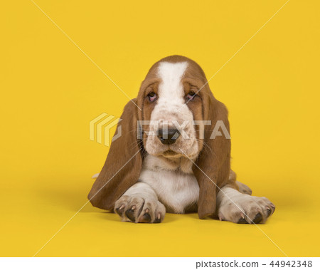 Basset hound lying down on a yellow background Basset hound lying down on a yellow background 44942348