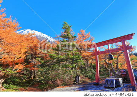 Yellow leaves seen from the back garden of Mt. Fuji 44942421
