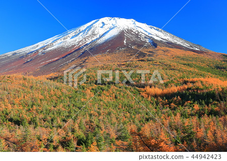 Yellow leaves seen from the back garden of Mt. Fuji 44942423