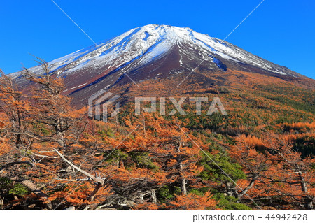 Yellow leaves seen from the back garden of Mt. Fuji 44942428