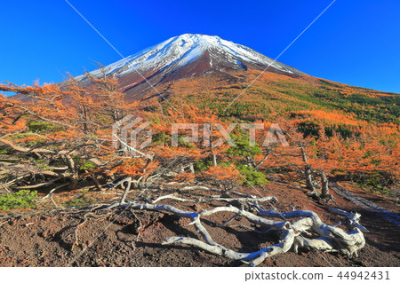 Yellow leaves seen from the back garden of Mt. Fuji 44942431