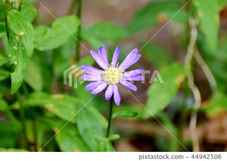 在三鷹中原開花的Azumagi 在三鷹中原開花的Azumagi 44942506