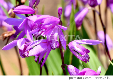 Silane blooming in Mitaka Nakahara (purple orchid) Silane blooming in Mitaka Nakahara (purple orchid) 44942510