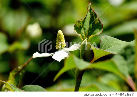 Dokudami flower blooming in Mitaka Nakahara 44942687