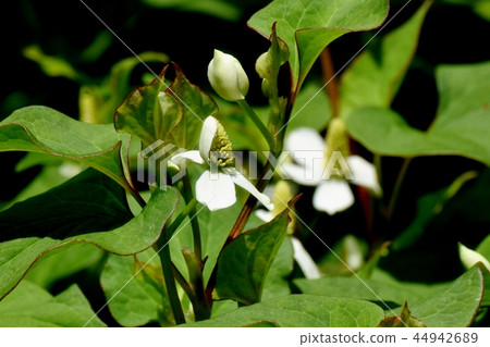 開花在三鷹中原的Dokudami花 44942689