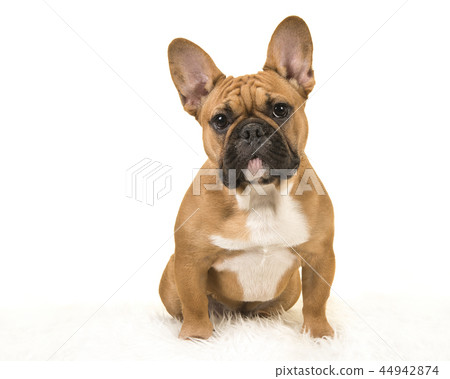 Brown french bulldog sitting on a fur blanket 44942874