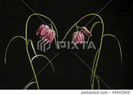 Blooming elegant snakes head fritillary flowers 44942908