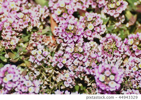 Arissaum(Niwa Nazuna)在三鷹中原盛開 Arissaum(Niwa Nazuna)在三鷹中原盛開 44943329
