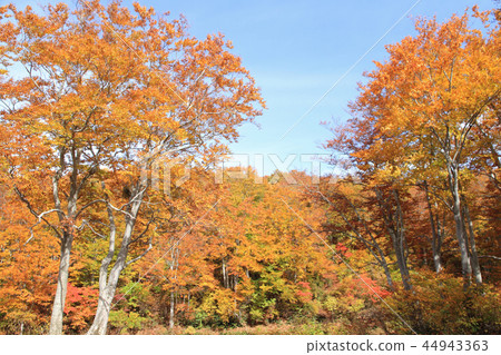 秋天在高地山毛櫸森林中 44943363