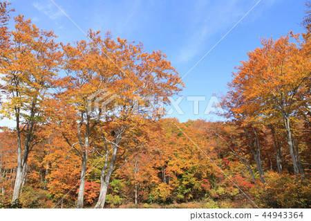 秋天在高地山毛櫸森林中 44943364