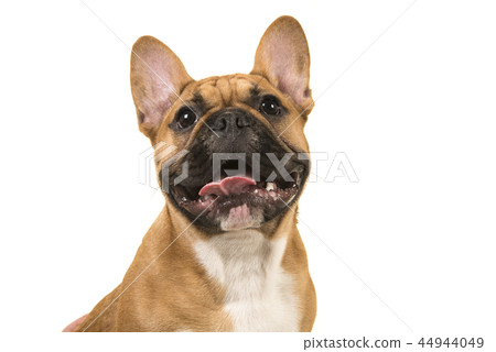 Portrait of a french bulldog looking up Portrait of a french bulldog looking up 44944049
