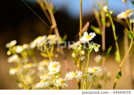 Beautiful Camomile Flowers in the wild Nature Beautiful Camomile Flowers in the wild Nature 44944076