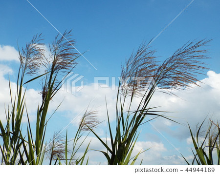 一朵玫瑰的耳朵在秋風中吹來 44944189