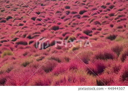 Kochia Autumn leaves 44944307