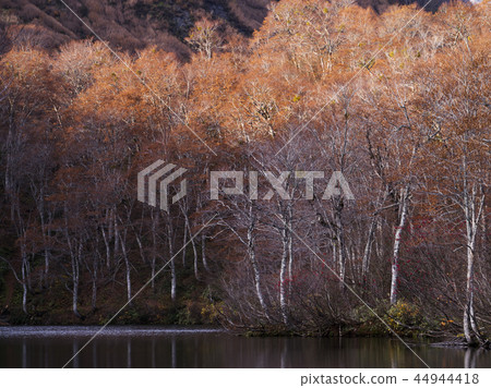 Late fall Tsujiike (Nagano Prefecture) 44944418