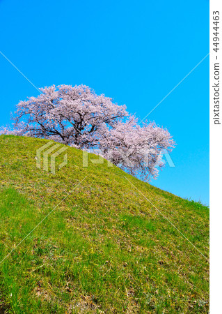 Sakura view Saqkuma Kofun Park 44944463