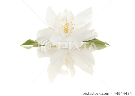 Blooming single Jasmine flower 44944484