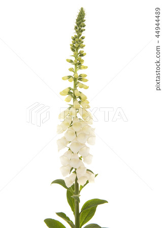 White blooming foxglove flower White blooming foxglove flower 44944489