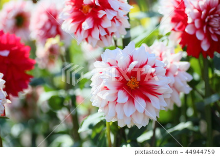 Dahlia flower Dahlia flower 44944759