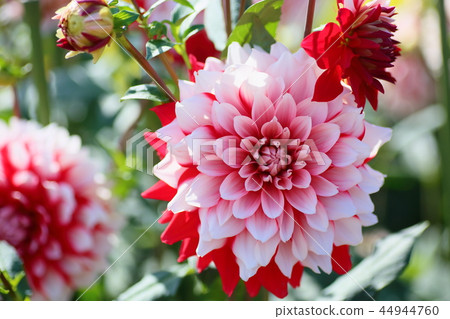 Dahlia flower Dahlia flower 44944760