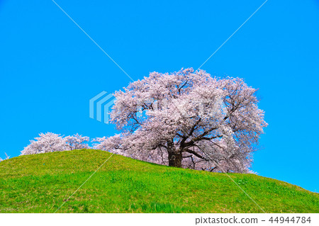 Sakura view Saqkuma Kofun Park 44944784