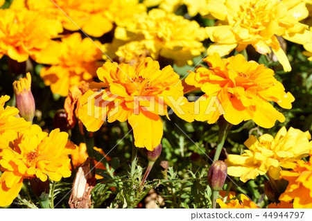 Marigold blooming in Mitaka Sengawa Park Marigold blooming in Mitaka Sengawa Park 44944797