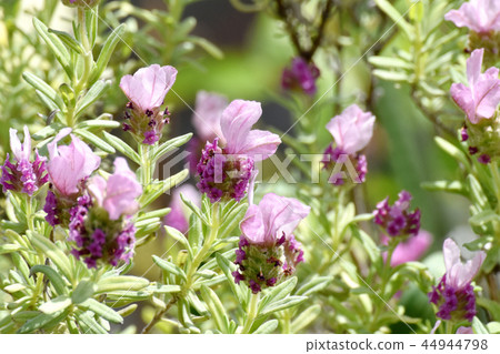 Saki French lavender in Mitaka Nakahara Saki French lavender in Mitaka Nakahara 44944798