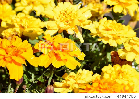 Marigold blooming in Mitaka Sengawa Park 44944799