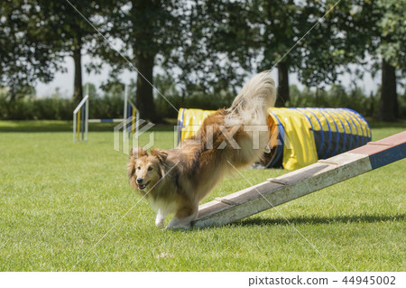 Shetland sheepdog jumping off an agility dog walk Shetland sheepdog jumping off an agility dog walk 44945002