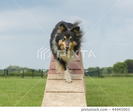 Shetland sheepdog walking on an agility dog walk Shetland sheepdog walking on an agility dog walk 44945003