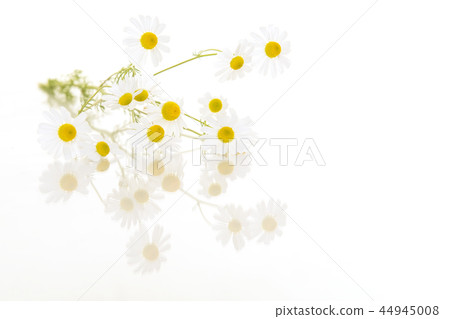 Blooming camomile with reflection Blooming camomile with reflection 44945008