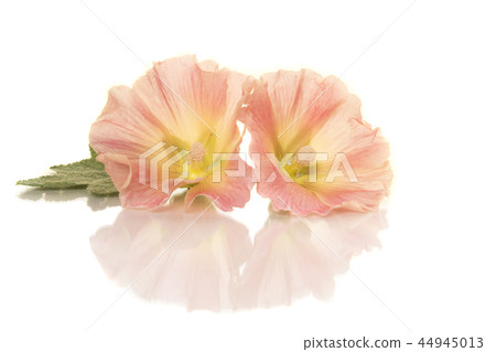 Two hollyhock flower on a white background Two hollyhock flower on a white background 44945013