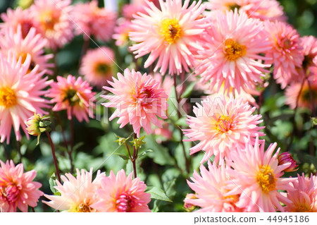 大麗花花 44945186