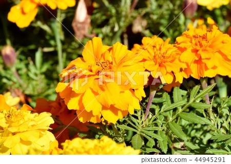 萬壽菊在三鷹森川公園盛開 44945291