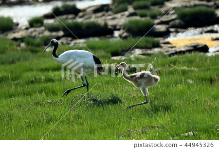 Parent and child of Dansha cranes 44945326