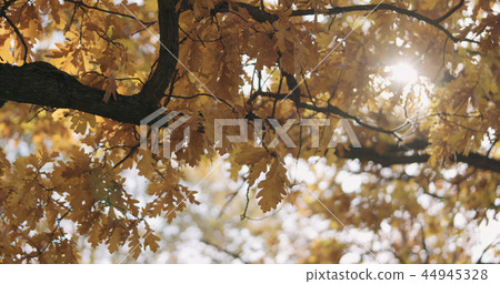 morning sun peeking through autumn oak leaves 44945328