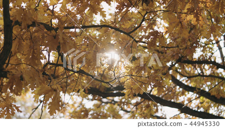 morning sun peeking through autumn oak leaves 44945330