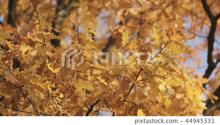 closeup autumn oak leaves in park 44945331