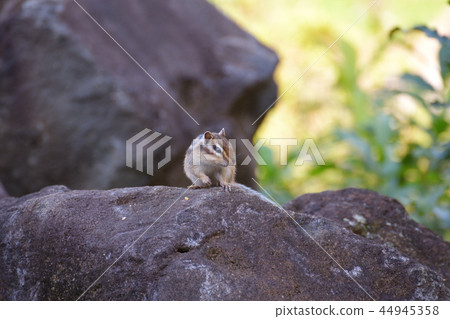 Risu's house Chipmunk Risu's house Chipmunk 44945358