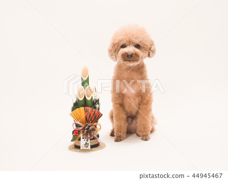 Toy poodle sitting with Kadomatsu 44945467