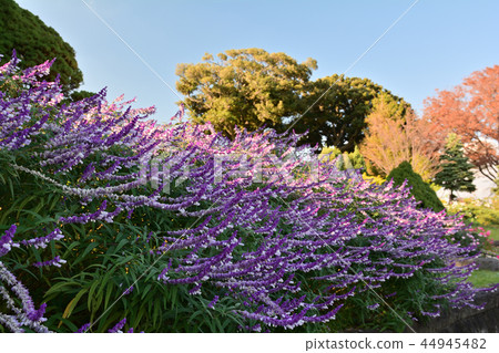 可以看到橫濱·港口的山公園 44945482