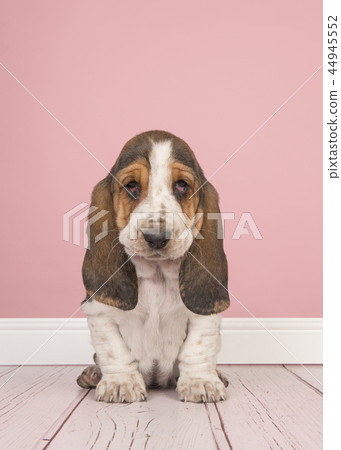 Basset hound puppy sitting in a pink studio Basset hound puppy sitting in a pink studio 44945552