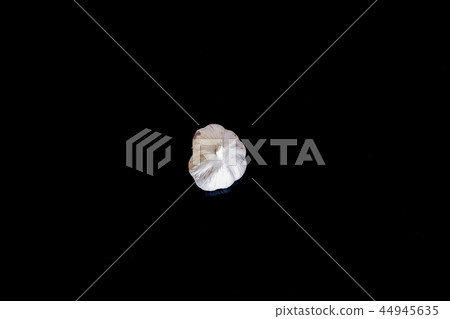 The Garlic Bulb 44945635