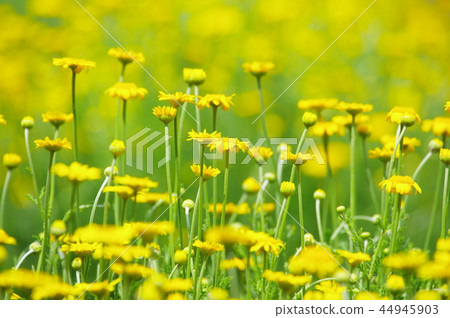 Dyers chamomile flowers Dyers chamomile flowers 44945903