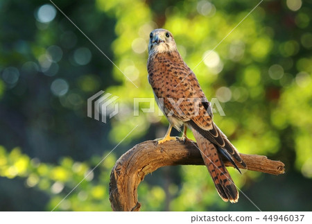 Common kestrel Falco tinnunculus 44946037