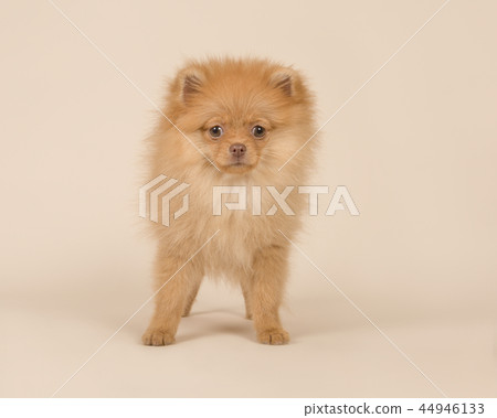 Cute mini spitz puppy dog standing 44946133