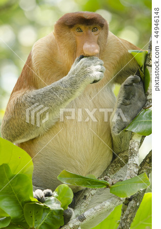 Proboscis monkey seen from the front eating 44946148