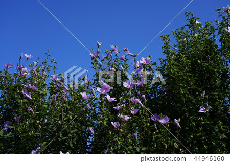 Mugunghwa flower 44946160