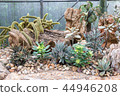Group of cactus 44946208