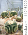Round shaped cactus 44946209